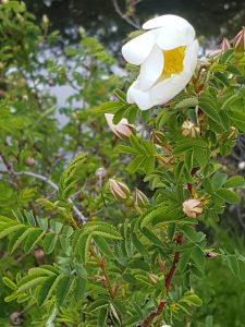 Wildrose