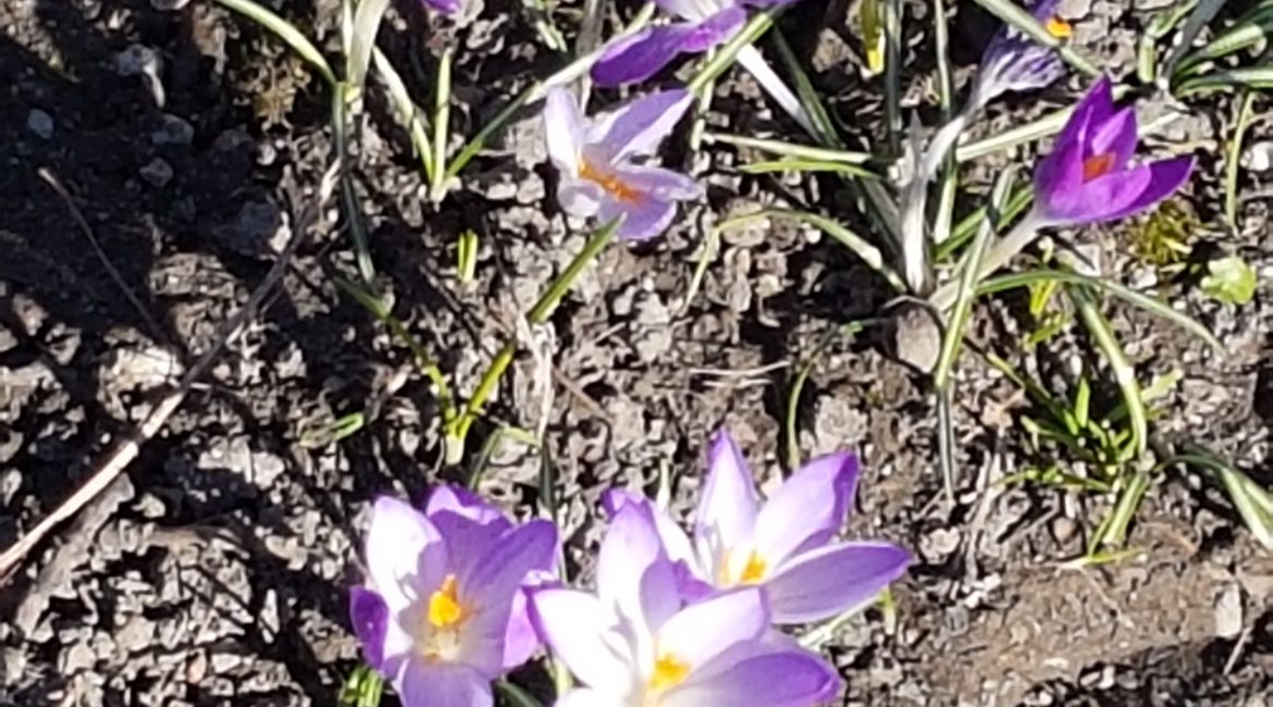 Fruehling