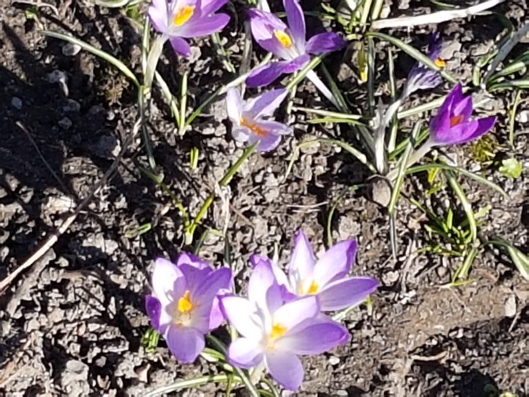 Fruehling