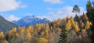 2025 Herbst Homepage