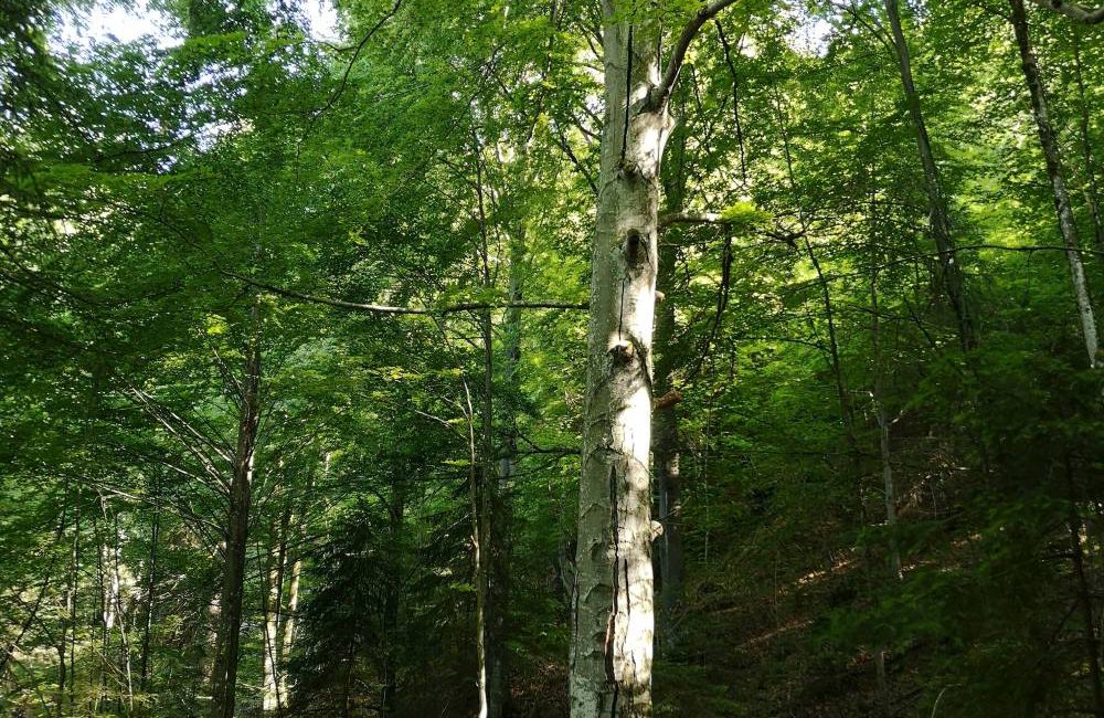 Wald