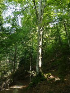 Wald