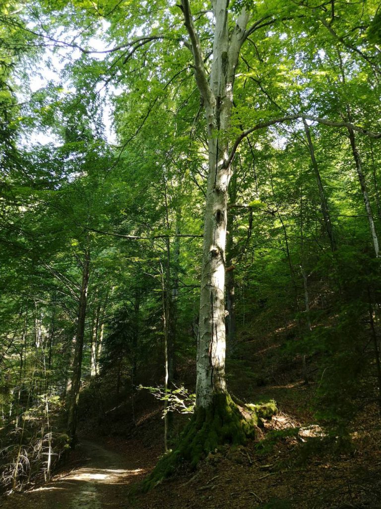 Wald